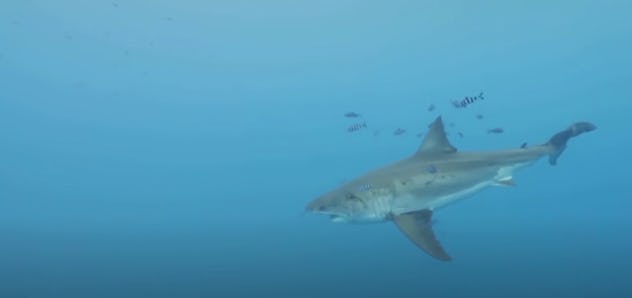 The National Geographic documentary, 'Sharks of Lost Island' is streaming on Disney+.