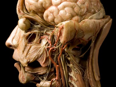 wax model of brain 