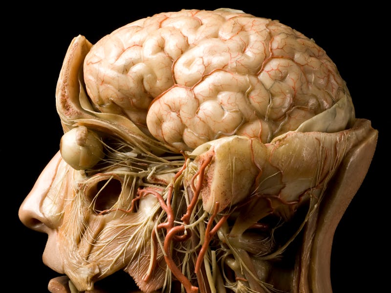wax model of brain