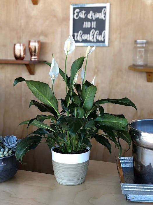 Costa Farms Spathiphyllum Peace Lily (15-Inch)