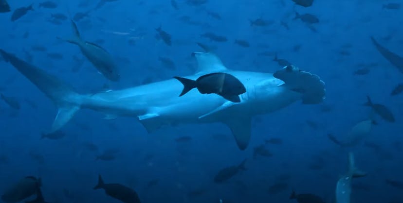 'Galapagos: Realm of Giant Sharks' is streaming on Amazon Prime Video.