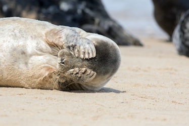 Peekaboo. Cute seal covering its eyes. Funny animal meme image of a seal waking up with a headache t...