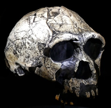 ancient skull