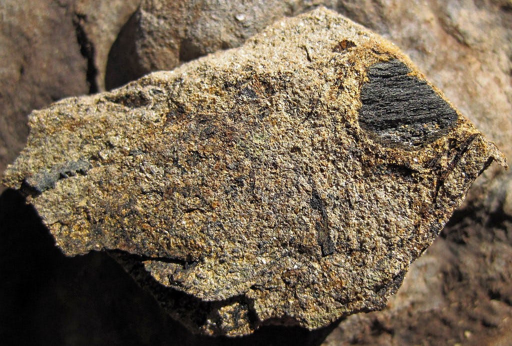 A 96 millionyearold fossil is the best reason to visit Texas for