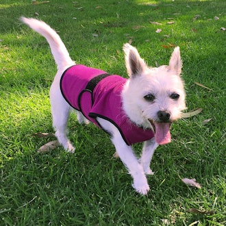 DOGZSTUFF Dog Cooling Vest