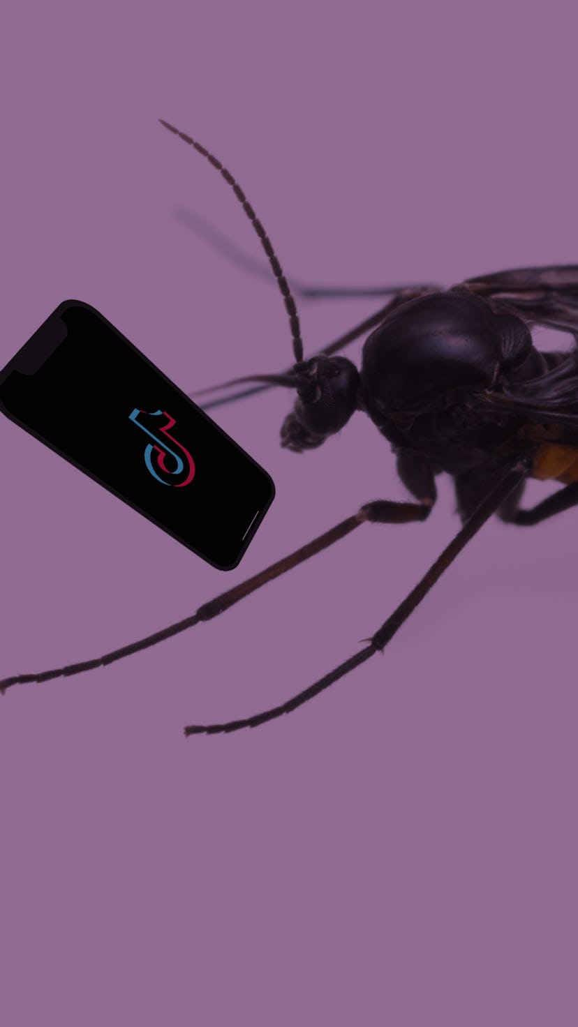 Photo illustration of a gnat looking at TikTok on its phone