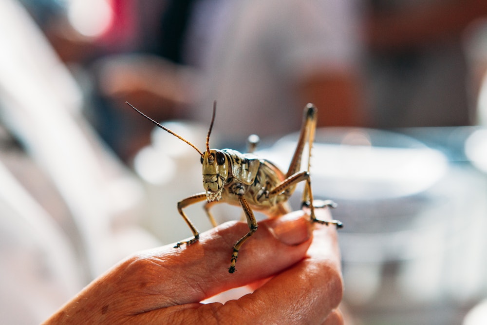 Close-up of locust on human hand
