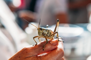 Close-up of locust on human hand