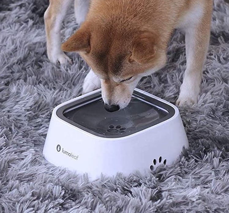 LumoLeaf Dog Water Bowl