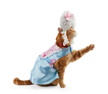 A queen costume for cats is part of the 2021 Petco Halloween costume collection. 