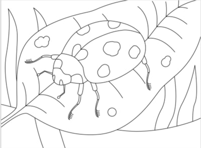 Ladybug Coloring Page