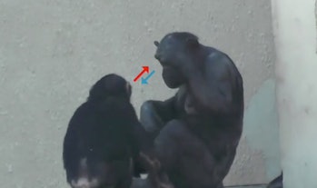 Two chimps initiating a social grooming activity.