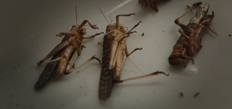 Dead locusts in tray