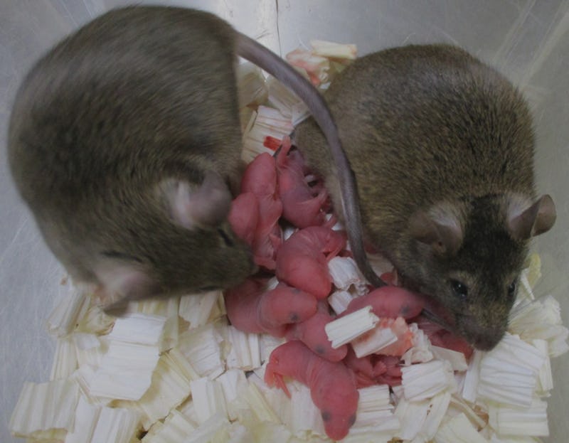 This photo shows mouse offspring derived from freeze-dried sperm grew to adulthood and they demonstr...