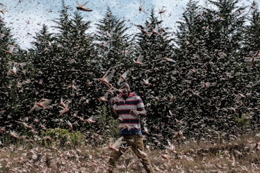Man walking in locust swarm