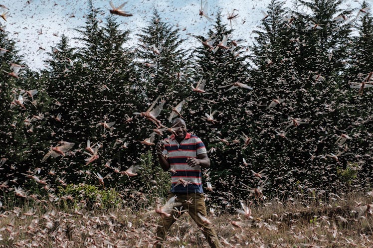 Man walking in locust swarm