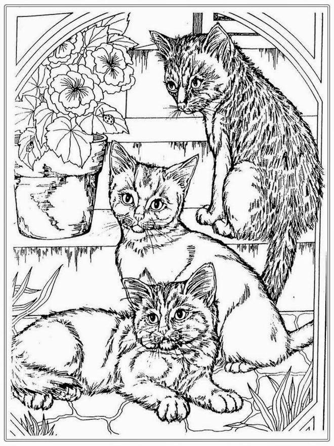 Cat coloring page; realistic picture of cats playing
