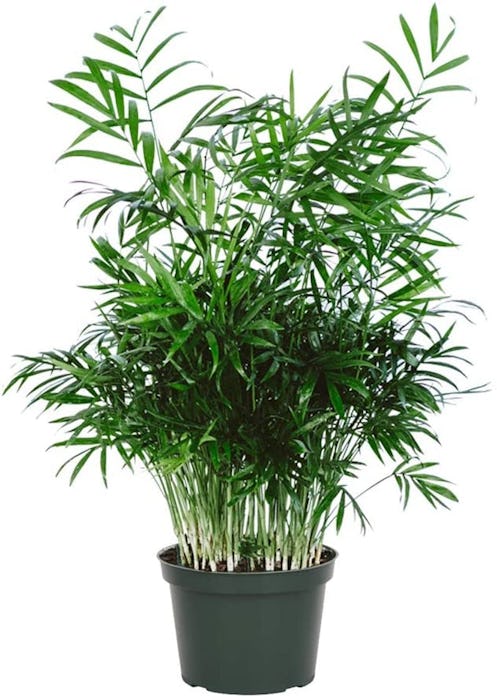 American Plant Exchange Chamaedorea Elegans Parlour Palm Live Indoor Houseplant