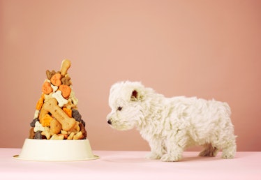 Dog staring at bowl of treats