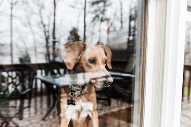 Dog looking through window and waiting for owner