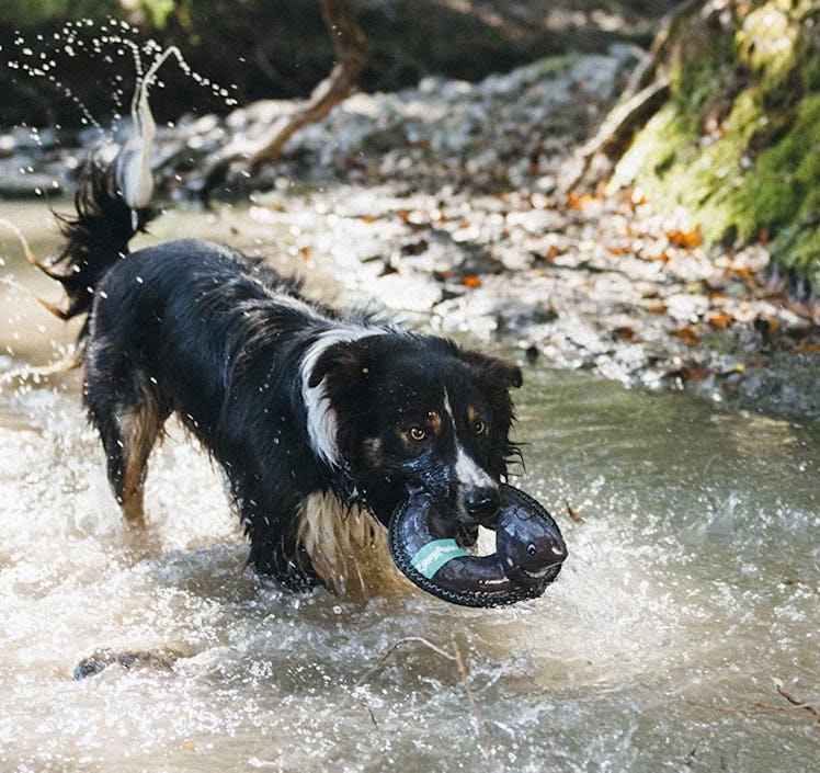 ZippyPaws Floating Squeaker Dog Toy