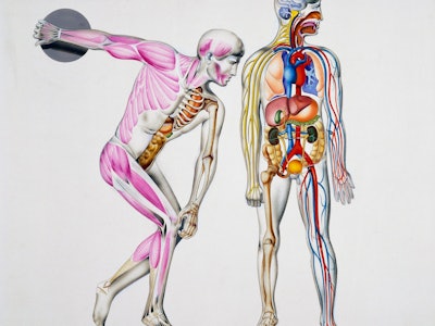 Human body, muscles during movement and internal organs