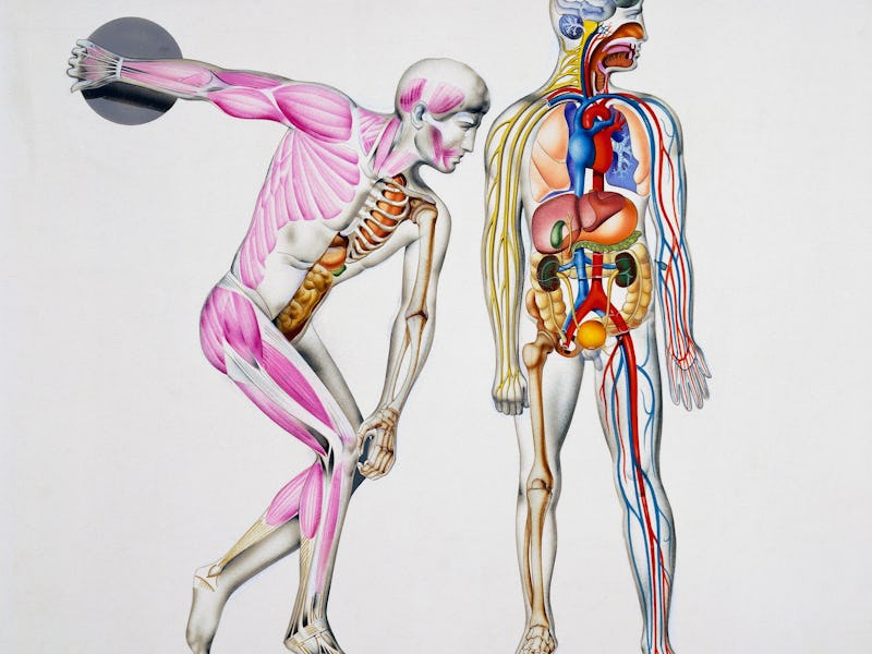 Human body, muscles during movement and internal organs