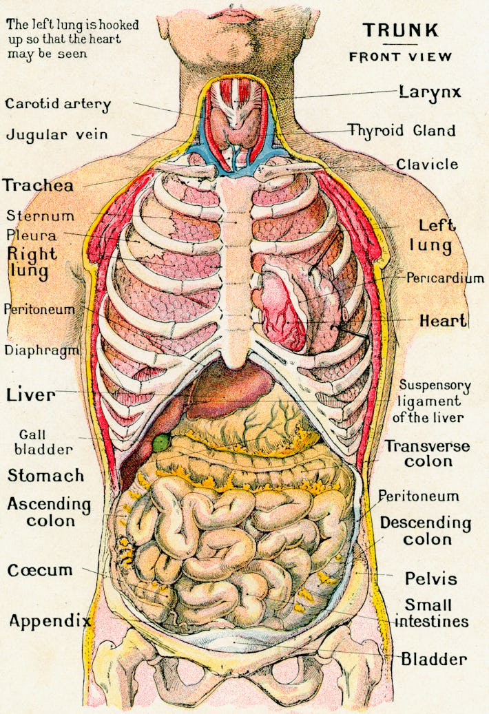 Gut health: Why scientists think this part of the body is "the first brain"