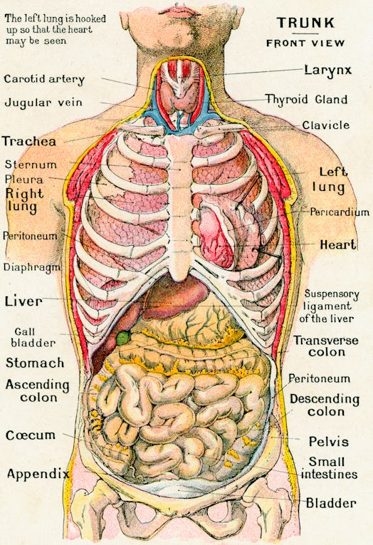 Vintage anatomical study of the human torso