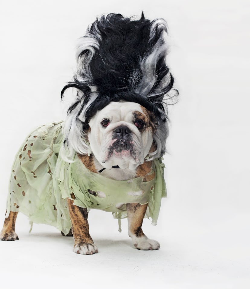 english bulldog dog dressed in a bride of frankenstein halloween costume