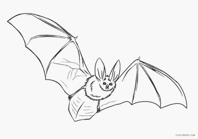 Bat coloring page; realistic-looking bat flying
