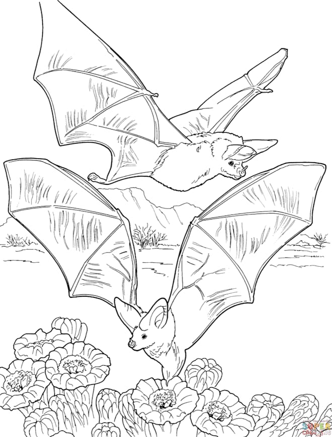 Bat coloring page; two bats flying over flowers