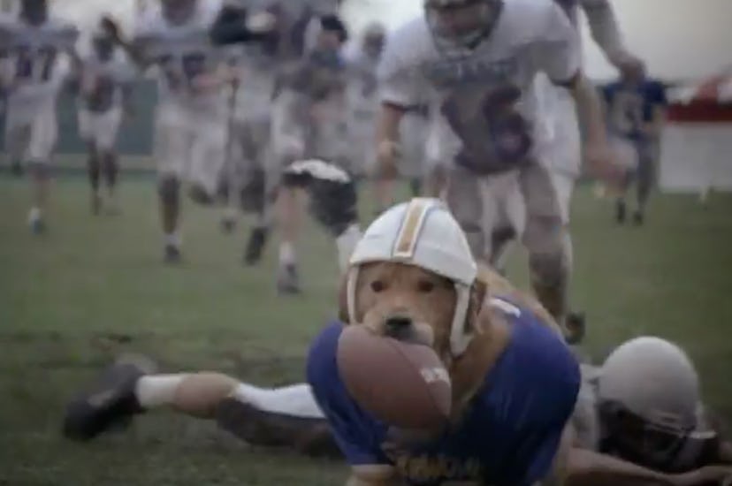 'AirBud' is about a golden retriever.