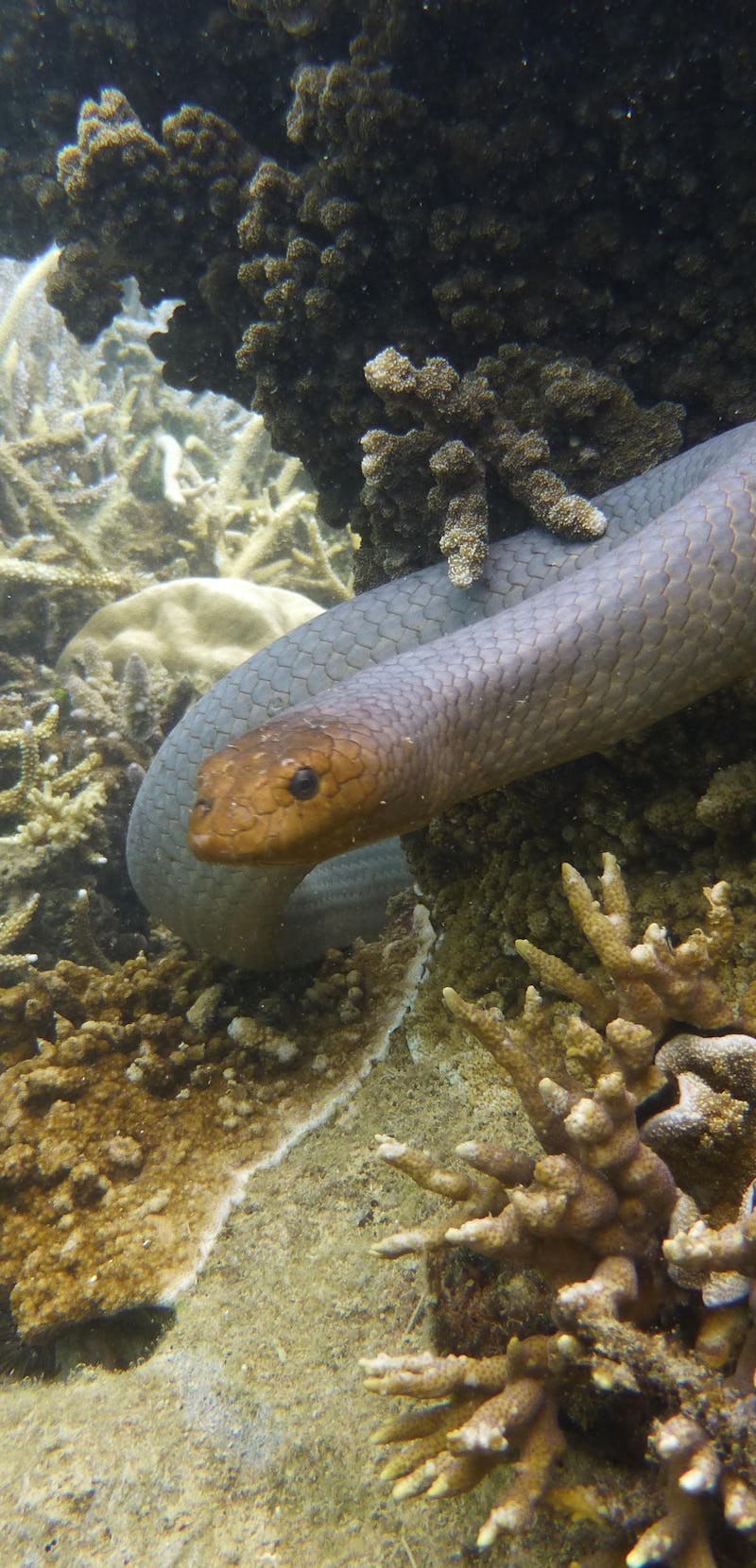 A curious Olive sea snake approaching a diver. 