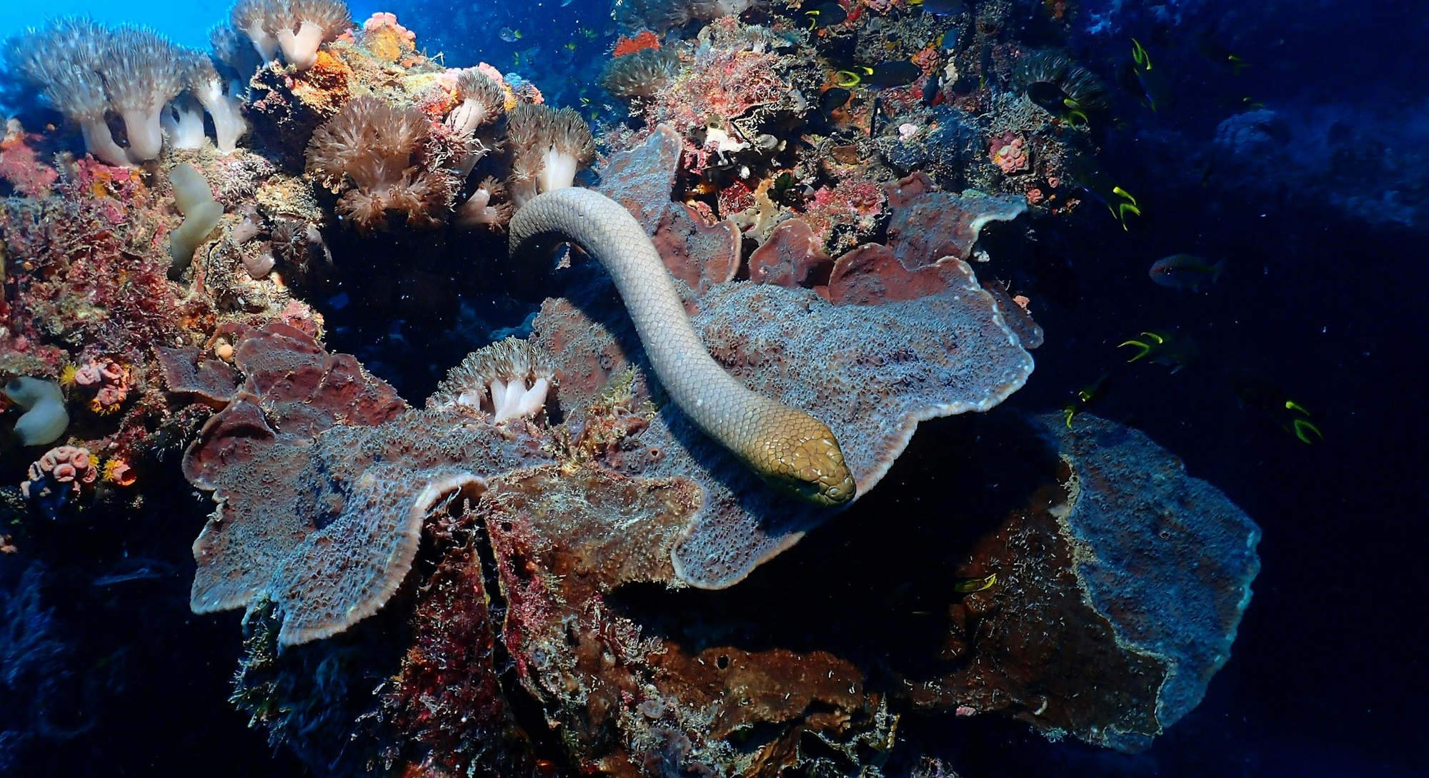 Olive sea snakes are among the largest marine snake species, and are abundant on some coral-reef are...