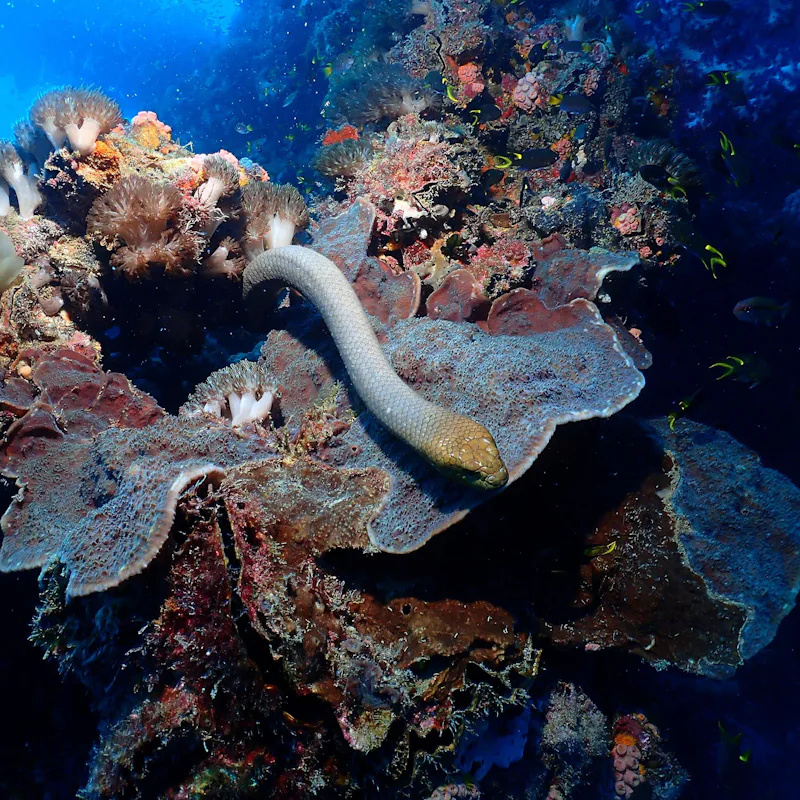 Olive sea snakes are among the largest marine snake species, and are abundant on some coral-reef are...