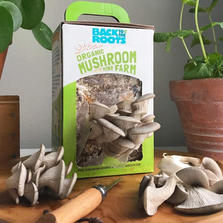 Back to the Roots Organic Mini Mushroom Grow Kit