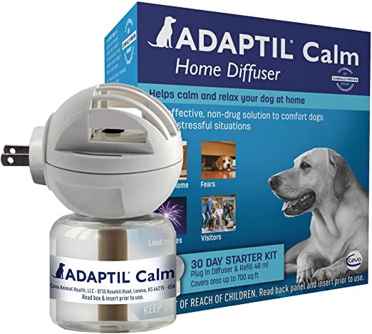 The 12 Best Calming Aids For Dogs With Separation Anxiety