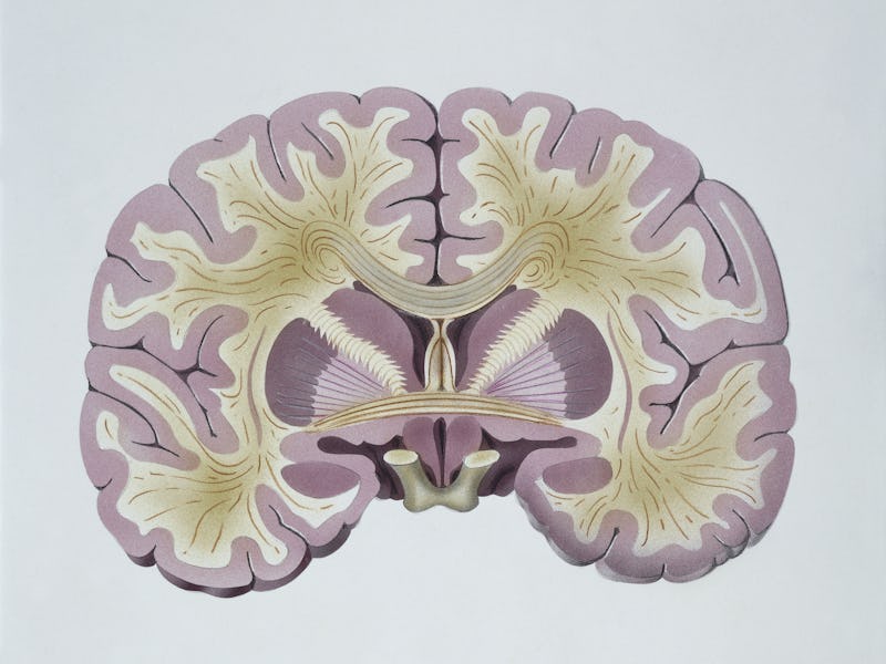 human brain