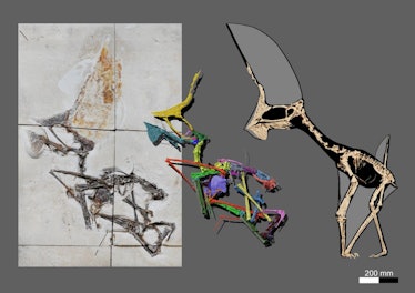 Tupandactylus navigans GP/2E 9266 fossil