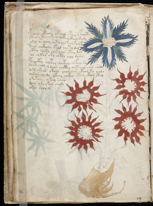 A drawing of a flower from the strange manuscript.