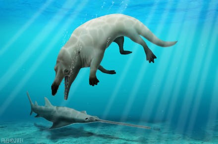 The Phiomicetus anubis — whale-like creature with the jaw of a jackal and four legs — attacking a sm...
