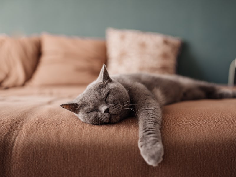 Lazy cat sleeping on bed