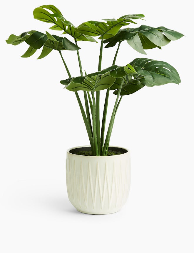 Artificial Cheese Plant in Glazed Pot