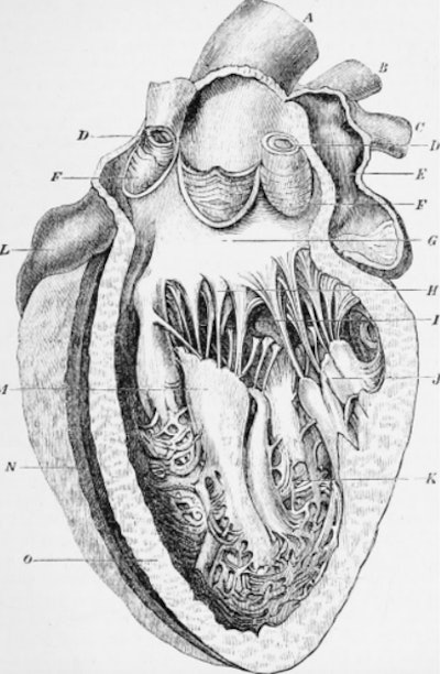 Illustration of a human heart