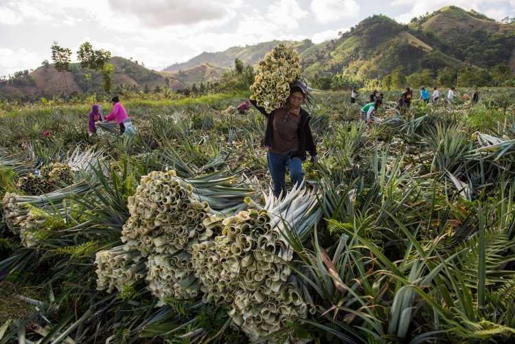 Ananas Anam's production of Piñatex, its pineapple fiber leather alternative