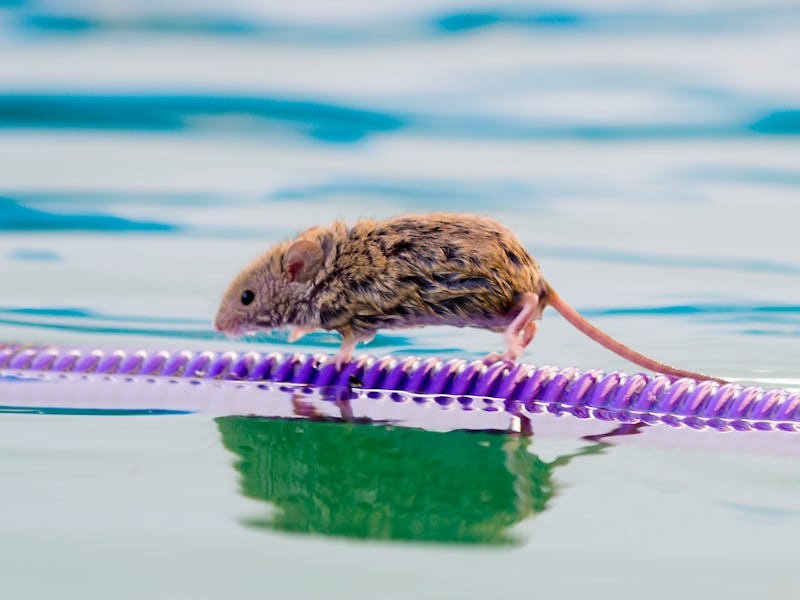 wet and frightened mouse