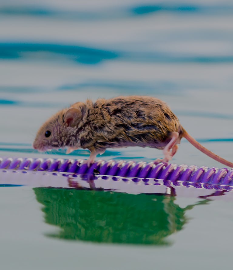 Mysteriously slimy Mice Lead To Surprise Fat Loss Discovery mysteriously-slimy-mice-lead-to-surprise-fat-loss-discovery