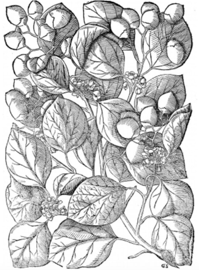 Illustration of botanical plant