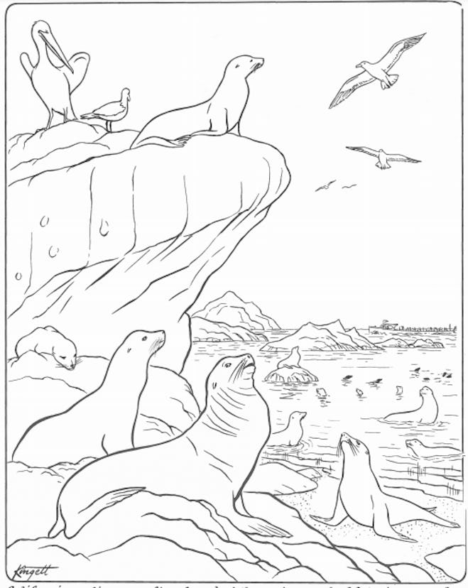 Illustration of Catalina Island seals